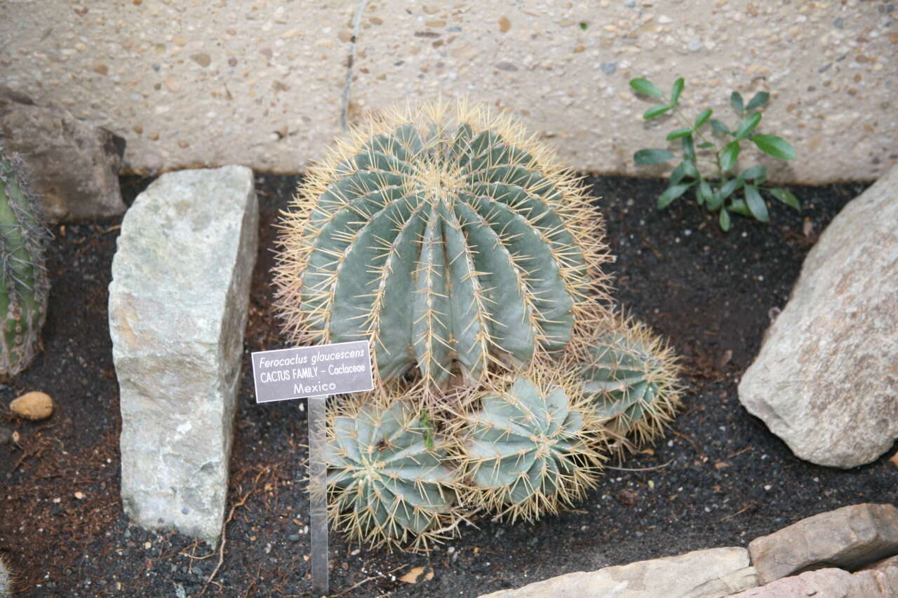 Ferocactus glaucescens (DC.) Britton & Rose resmi