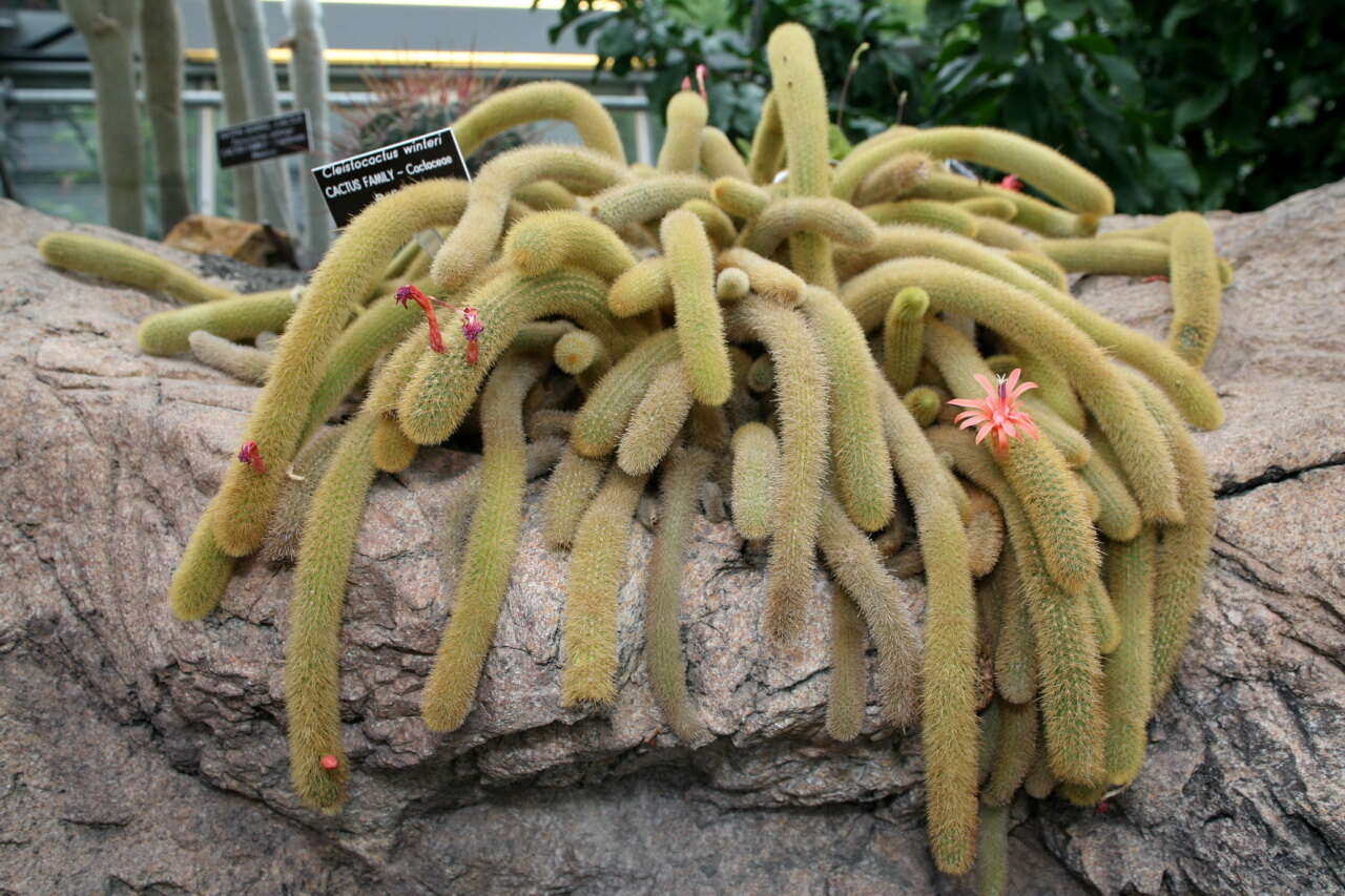 صورة Cleistocactus winteri D. R. Hunt