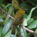 Image of Carmiol's Tanager