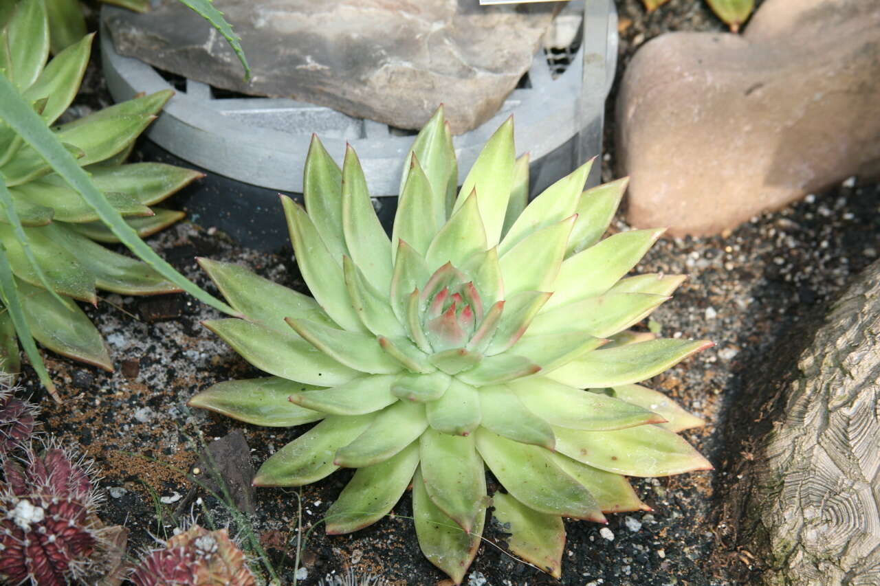 Image of Echeveria agavoides Lem.