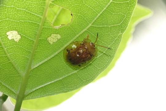 Image of Basiprionota sexmaculata (Boheman 1850)