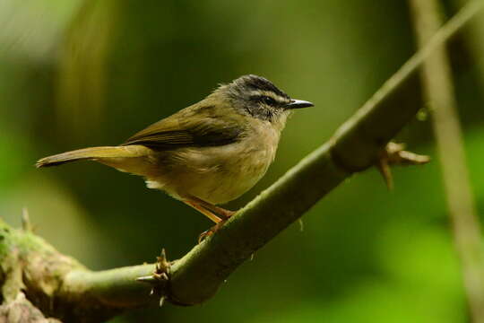 Image of Riverbank Warbler