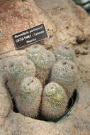 Image de Mammillaria parkinsonii Ehrenb.