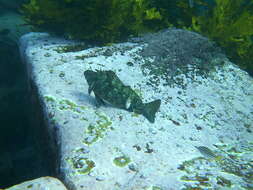 Image of Cockatoo fish