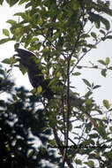 Image of White-thighed hornbill