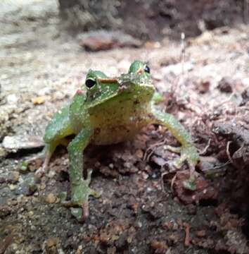 Image of Pristimantis galdi Jiménez de la Espada 1870