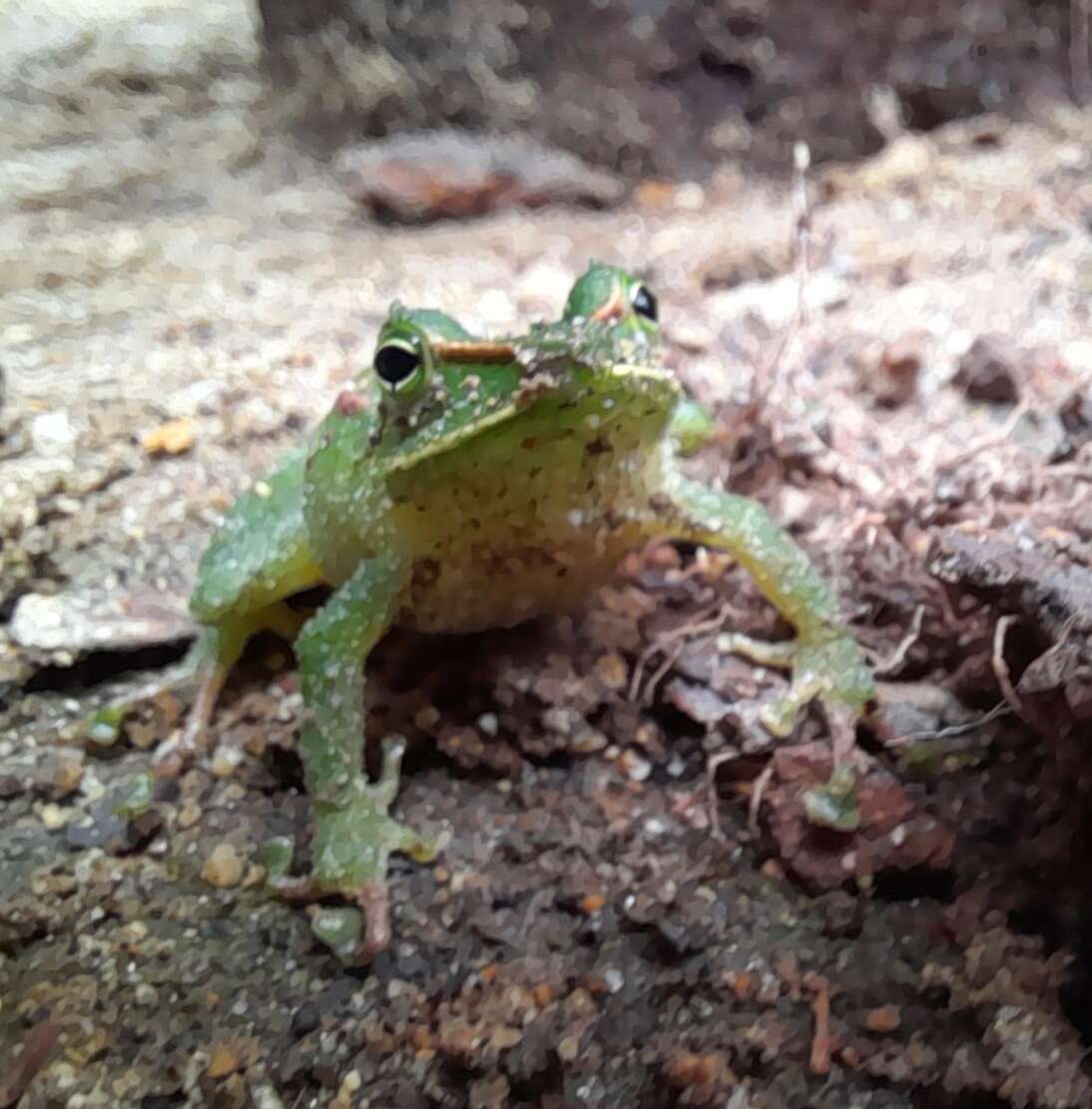 صورة Pristimantis galdi Jiménez de la Espada 1870