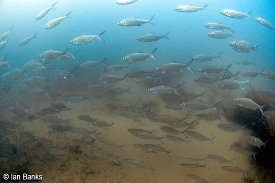 Image of tarpons