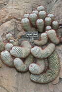 Image of Mammillaria bombycina Quehl