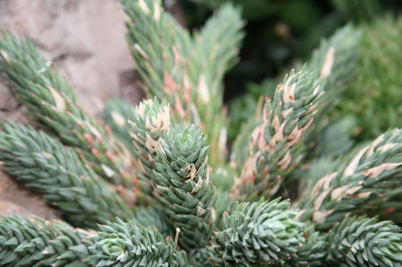 Haworthia resmi