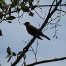 Image of Rufous-collared Robin