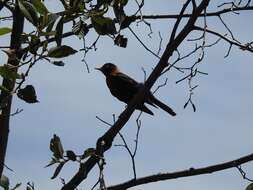 Image of Rufous-collared Robin