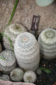 Image of Mammillaria standleyi (Britton & Rose) Orcutt