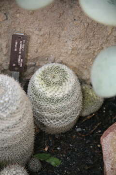 Image of Mammillaria standleyi (Britton & Rose) Orcutt