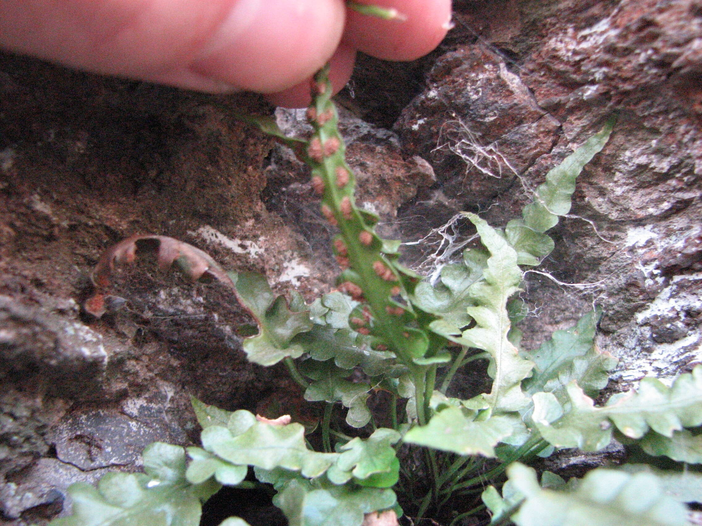 Asplenium pinnatifidum Nutt. resmi