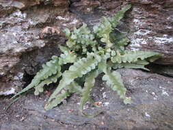 Image de Asplenium pinnatifidum Nutt.