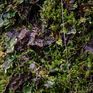 Image of membraneous felt lichen