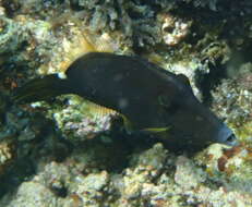 Image of Honeycomb Filefish