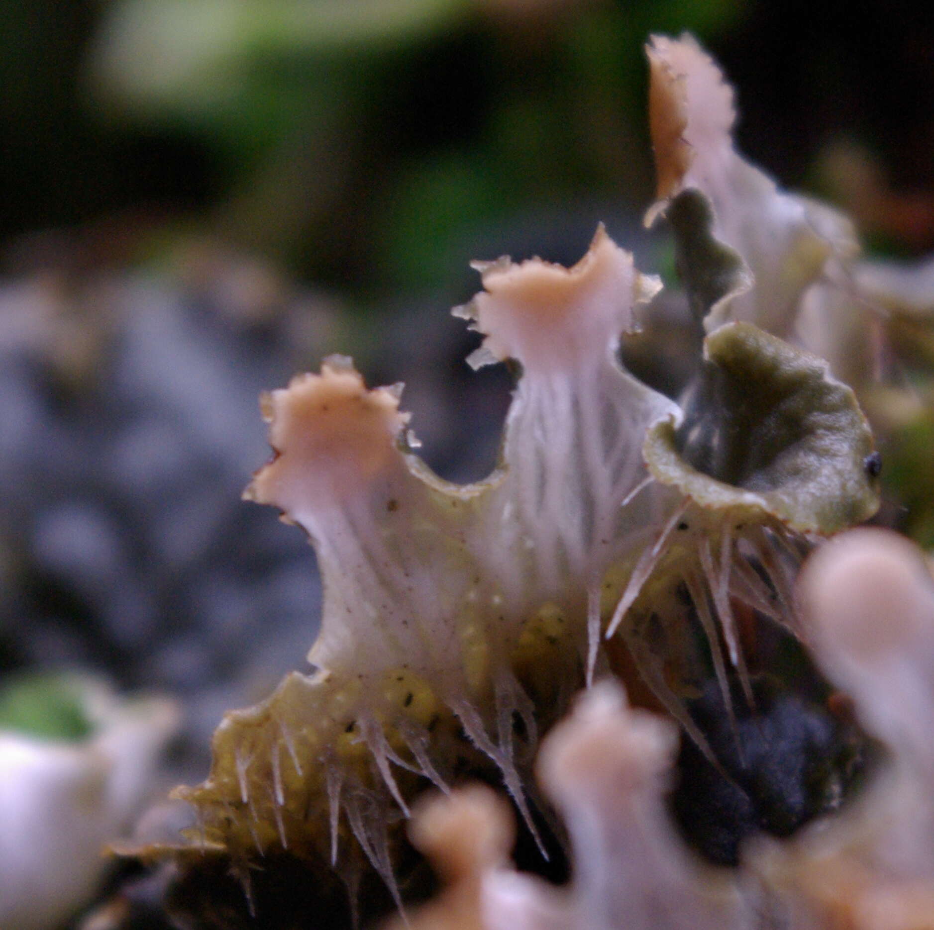 Image of membraneous felt lichen