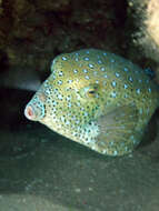 Image of Yellow boxfish