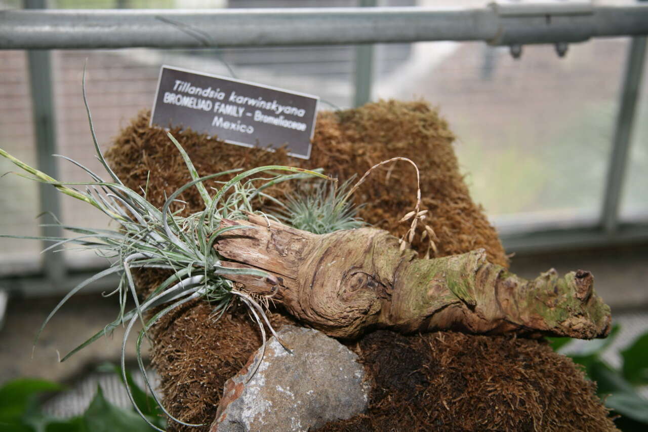 Image of Tillandsia karwinskyana Schult. & Schult. fil.