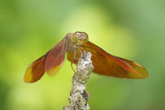 Image of Black Stream Glider