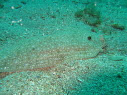 Image of Synapturichthys