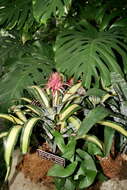 Image of urnplant