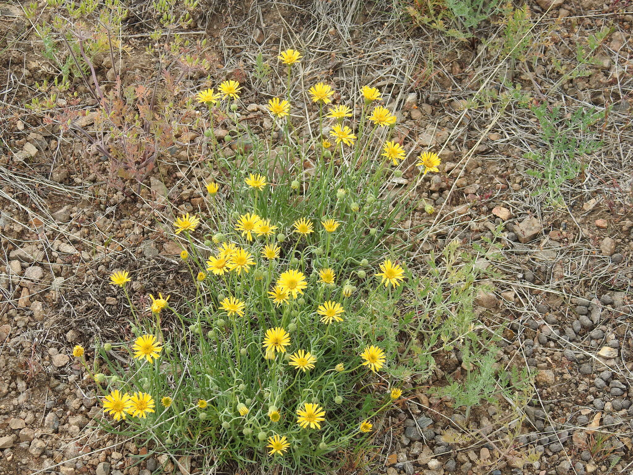 Image de Erigeron linearis (Hook.) Piper