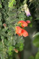 Image of Columnea microcalyx Hanst.