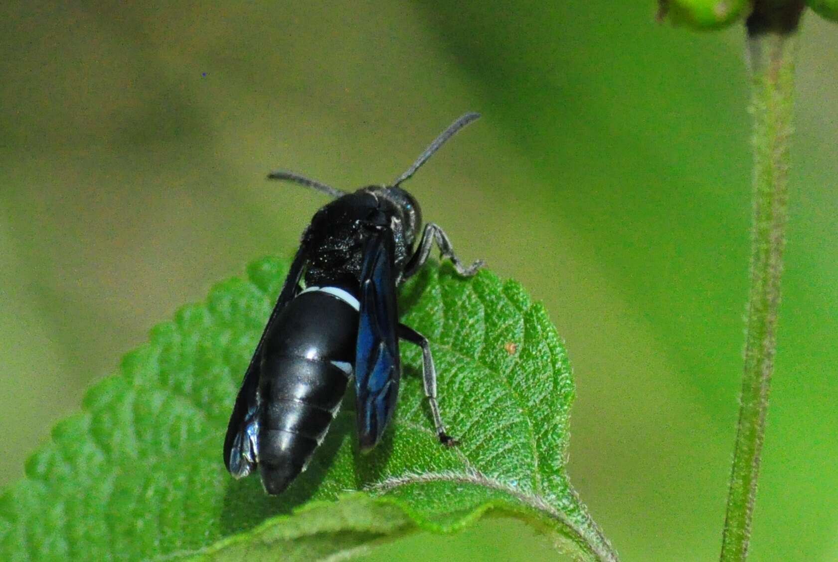 Image de Indodynerus capitatus Gusenleitner 2008