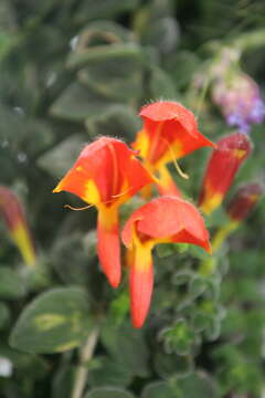 Image of Columnea microcalyx Hanst.