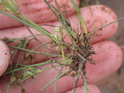 Image of Fimbristylis squarrosa Vahl