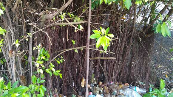 Ficus prolixa Forst. fil.的圖片