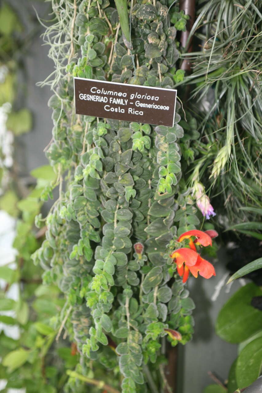 Image of Columnea microcalyx Hanst.