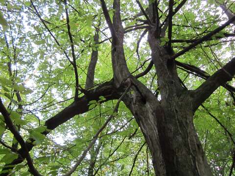 Image of European hornbeam