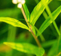 Image of Seneca snakeroot