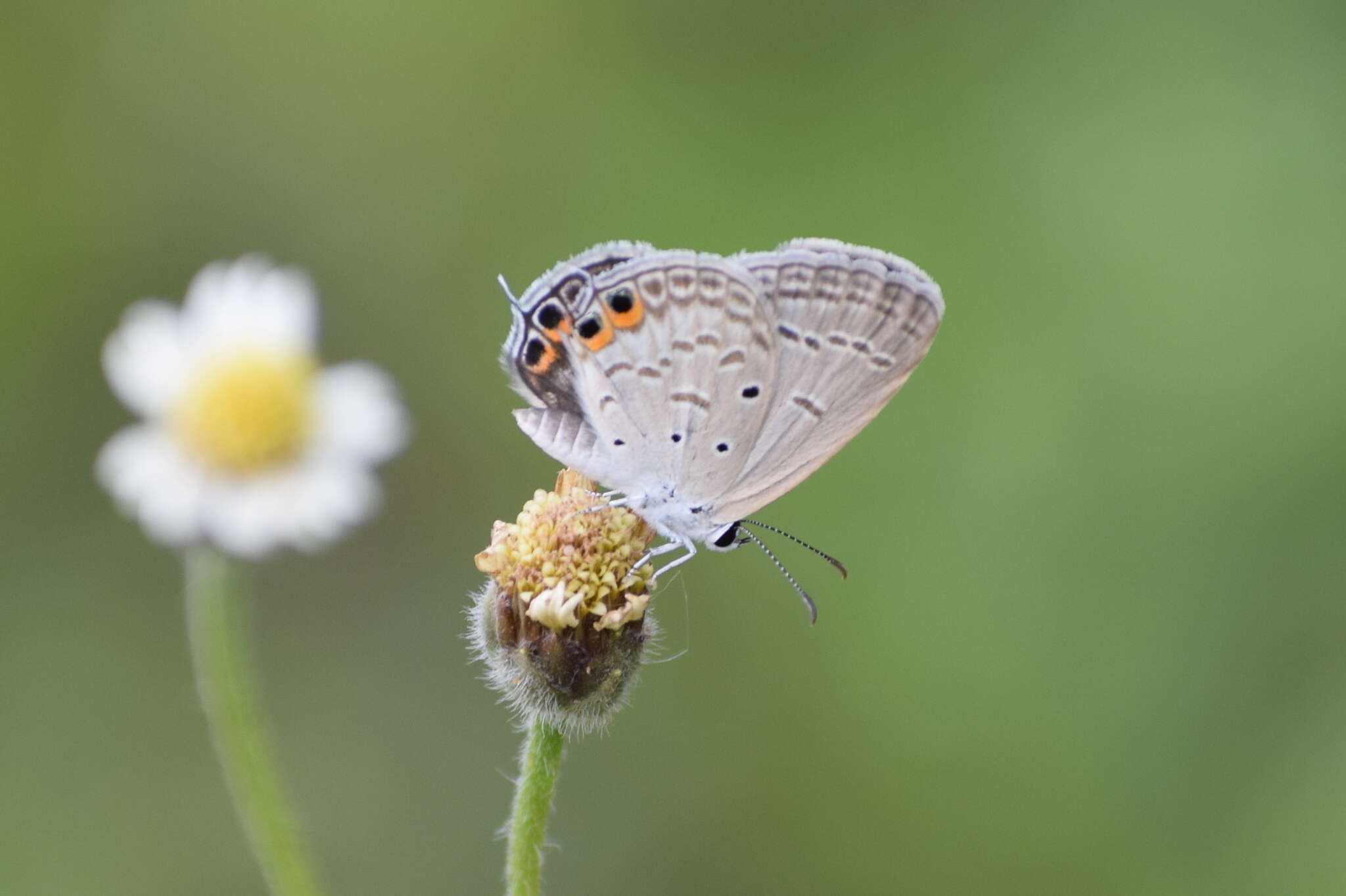 Imagem de Euchrysops cnejus (Fabricius 1798)