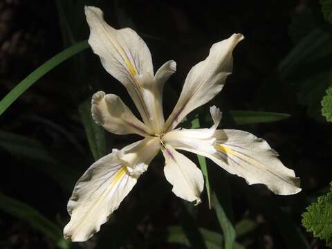 صورة Iris fernaldii R. C. Foster