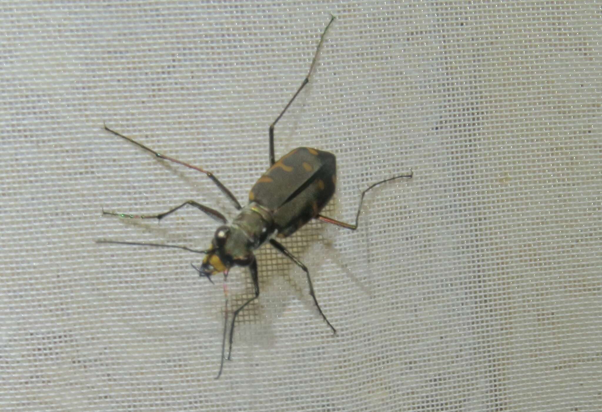 Sivun Cicindela (Cicindelidia) roseiventris Chevrolat 1834 kuva