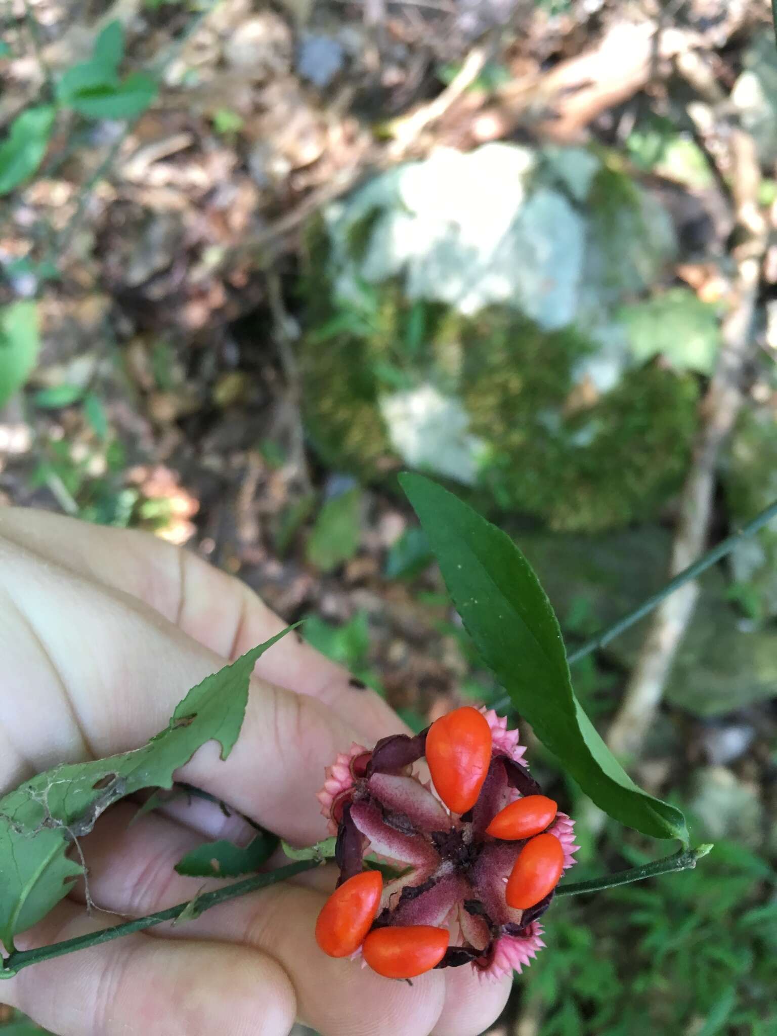 Euonymus americanus L. resmi