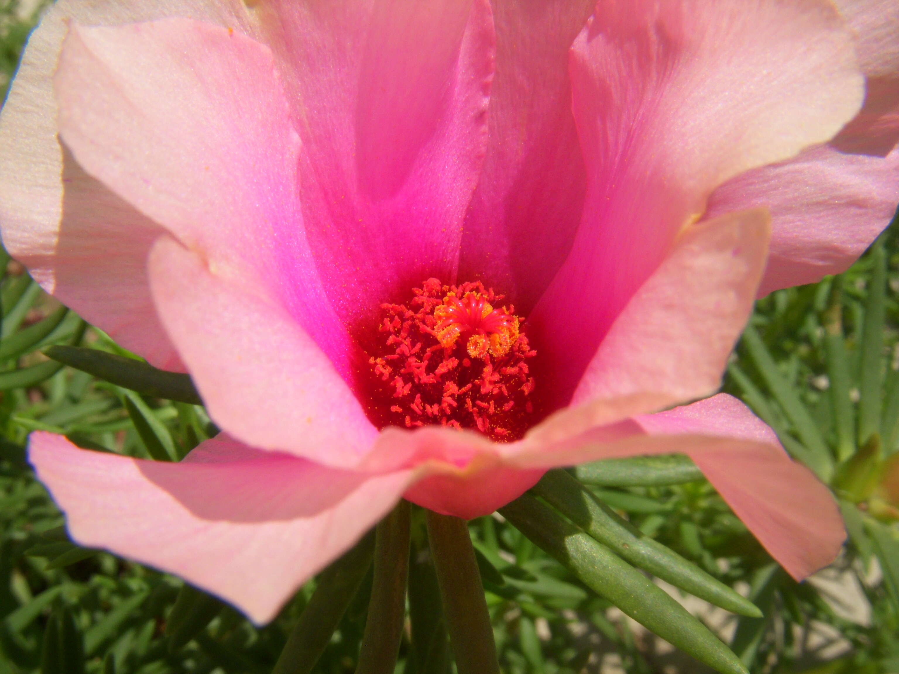 Image of Moss-rose Purslane