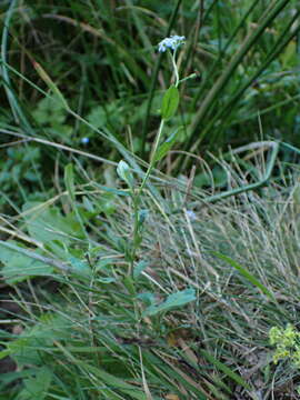 Image of Myosotis nemorosa Besser