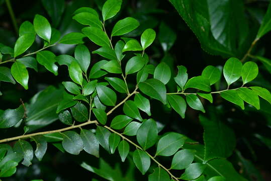 Слика од Ilex goshiensis Hayata