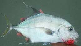 Image of Shadow trevally