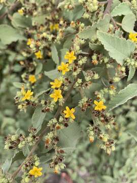 Image of Waltheria ovata Cav.