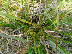 Image of Long's Bulrush