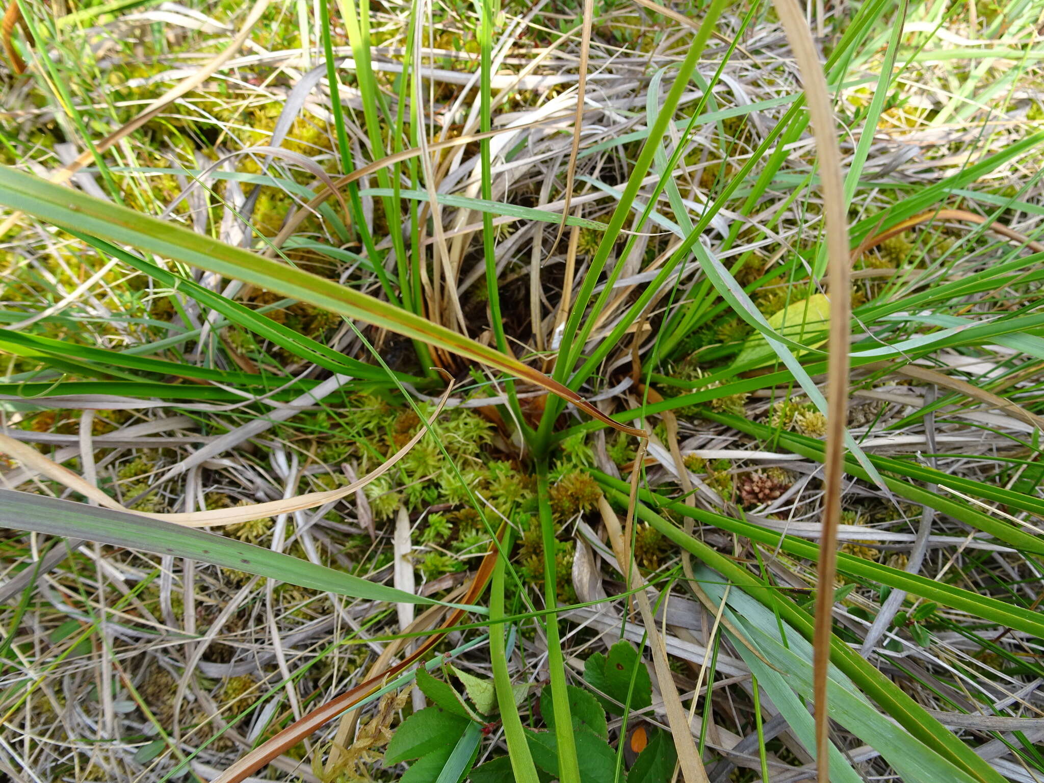 Image of Long's Bulrush