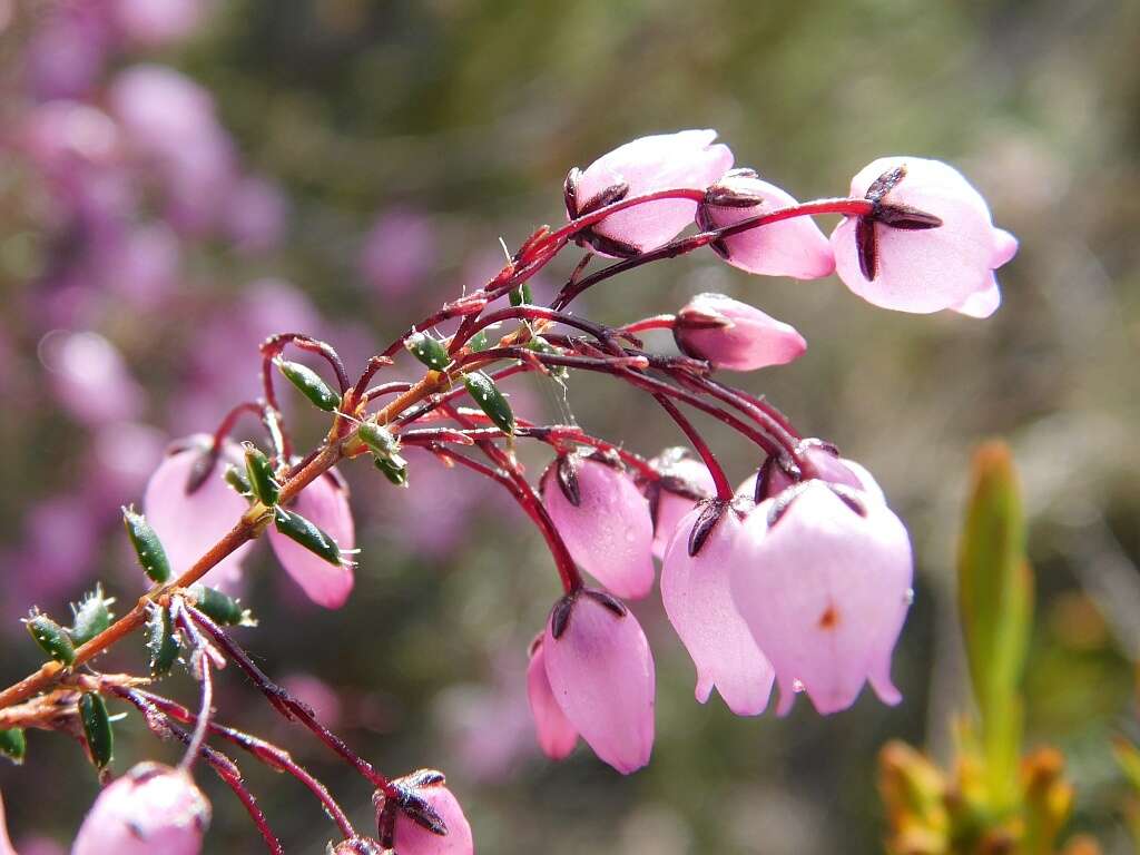 Imagem de Erica carduifolia Salisb.