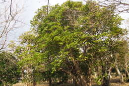 Image of Daphniphyllum teijsmannii Zoll. ex Kurz